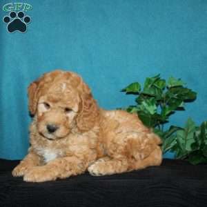 Spencer, Mini Goldendoodle Puppy